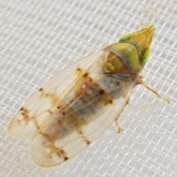 Japananus hyalinus